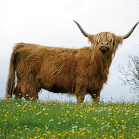 Buy canvas prints of Highland Cow by Glenn Potts