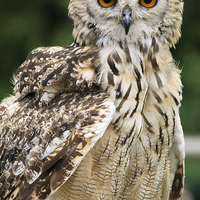 Buy canvas prints of Owl Stare by Richard Cooper-Knight