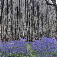 Buy canvas prints of Bluebell carpet by Graham Heath