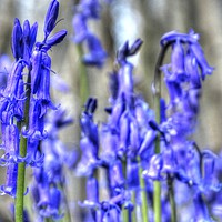 Buy canvas prints of Bluebells at Challock by Graham Heath