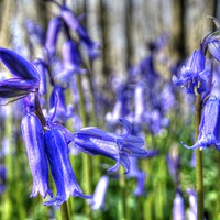 Buy canvas prints of April Bluebells  by Graham Heath