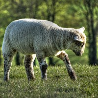 Buy canvas prints of Lamb above Hastingleigh by Graham Heath