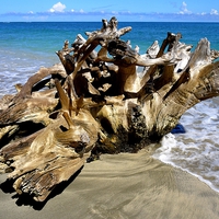 Buy canvas prints of Driftwood by Laura Kenny