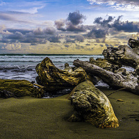 Buy canvas prints of Matapalo Driftwood by Laura Kenny