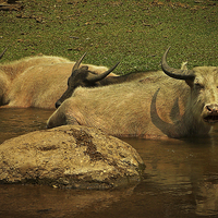 Buy canvas prints of Water Buffalo by Laura Kenny