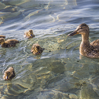 Buy canvas prints of Ducklings by Laura Kenny
