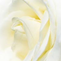 Buy canvas prints of  White Rose by Laura Kenny