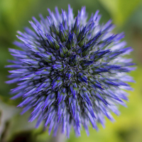 Buy canvas prints of  Globe Thistle by Laura Kenny