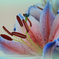 Buy canvas prints of Asiatic Lily by Jackie Simmons