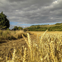 Buy canvas prints of Cornfield near Fulking, West Sussex by Peter McCormack