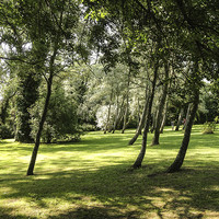 Buy canvas prints of Woodland at St Marys House, Bramber by Peter McCormack