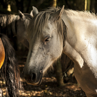Buy canvas prints of New Forest Ponies by Peter McCormack