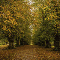 Buy canvas prints of Avenue of Trees at Constable Burton Hall by Peter McCormack