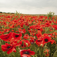 Buy canvas prints of Poppies on a Hillside Above Brighton by Peter McCormack