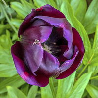 Buy canvas prints of Tulip With Insect by Peter McCormack