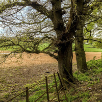 Buy canvas prints of Edge of field outside Henfield, West Sussex, Engla by Peter McCormack