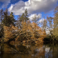 Buy canvas prints of Tree fallen into pond by Peter McCormack