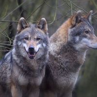 Buy canvas prints of Wolves by Paul Austen