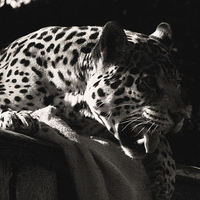 Buy canvas prints of Jaguar by Paul Austen