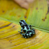 Buy canvas prints of Green and Black Poison Dart Frog by Anne Rodkin