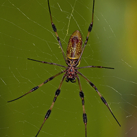 Buy canvas prints of Golden Orb Spider by Anne Rodkin
