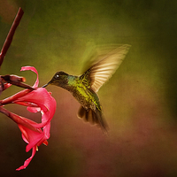 Buy canvas prints of Painterly Hummingbird #1 by Anne Rodkin