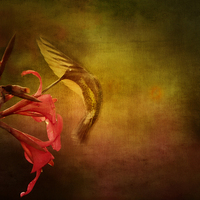 Buy canvas prints of Hummingbird Ballet by Anne Rodkin