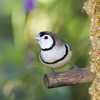 Buy canvas prints of Owl Finch by Anne Rodkin