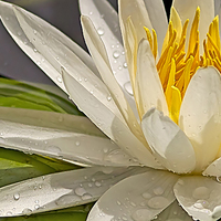 Buy canvas prints of Droplets on Water Lily by Anne Rodkin