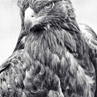 Buy canvas prints of Golden Eagle by Anne Rodkin