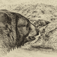 Buy canvas prints of Black Bear by Anne Rodkin