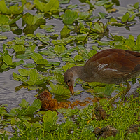 Buy canvas prints of Juvenile Common Moorhen by Anne Rodkin
