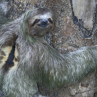 Buy canvas prints of Three Toed Sloth by Anne Rodkin