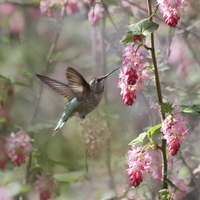Buy canvas prints of Hummingbird Heaven by angie vogel