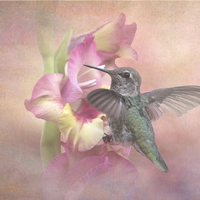 Buy canvas prints of Hummingbirds Gladiola by angie vogel