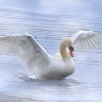 Buy canvas prints of Mute Swan by angie vogel