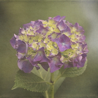 Buy canvas prints of Vintage Hydrangea by angie vogel