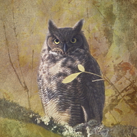 Buy canvas prints of Autumn Owl by angie vogel