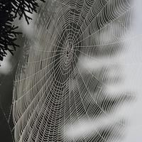 Buy canvas prints of Spider Web by angie vogel