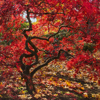 Buy canvas prints of Blazing Japanese Maple by angie vogel