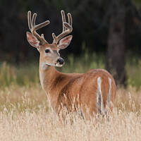 Buy canvas prints of White Tail Buck by angie vogel
