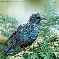 Buy canvas prints of European Starling by angie vogel