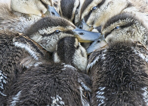 Mallard Ducklings, Madison, Wisconsin, USA Picture Board by Steven Ralser