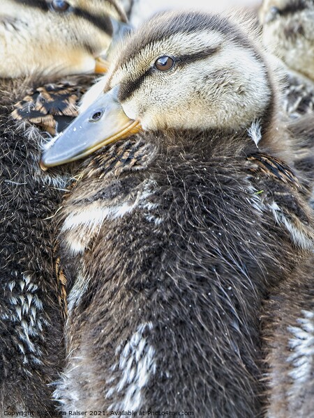 Mallard Ducklings, Madison, Wisconsin, USA 2  Picture Board by Steven Ralser