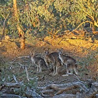 Buy canvas prints of 3 Kangaroos, Canberra, Austrlalia by Steven Ralser
