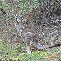 Buy canvas prints of Kangaroo, Canberra, Austrlalia by Steven Ralser