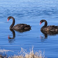 Buy canvas prints of Black Swans 2, Canberra, Australia by Steven Ralser