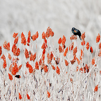 Buy canvas prints of red-winged blackbird by Steven Ralser