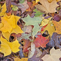 Buy canvas prints of Maple Leaves by Steven Ralser