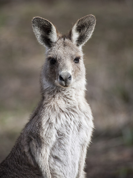 Kangaroo Portrait, Canberra, Australia Picture Board by Steven Ralser